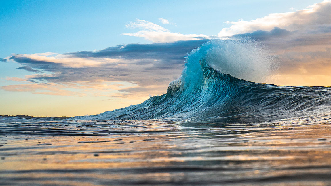 School of fish swimming together in the ocean