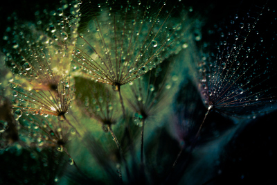 Amia Capital Indexes W+ Application